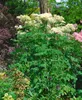 Thalictrum aquilegifolium, Akeleiblättrige Wiesenraute, ca. Produktbild-Vorschau 13