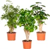 Bloomique - 3er-Mix Polyscias - Aralie - Fabian, Ming, Produktbild-Vorschau 1