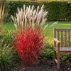 Stauden Gänge 1 x Miscanthus sinensis 'Lady in Red' im 11 x Produktbild-Vorschau 1