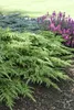 Juniperus communis 'Green Carpet', Wacholder, grün, 20–30 Produktbild-Vorschau 7
