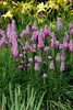 Liatris spicata 'Kobold', Prachtscharte, violett, ca. 9x9 Produktbild-Vorschau 9