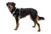 Imbracatura Ruffwear Hi & Light, colore:Verde salvia, Anteprima dell’immagine prodotto 10