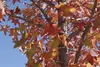 SAFLAX - Amerikanischer Amberbaum - 100 Samen - Liquidamber Produktbild-Vorschau 7