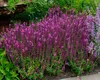 Stauden Gänge 1 x Salvia nemorosa 'Sensation Pink ®' im 1 Produktbild-Vorschau 3