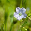 Leinsamen Leinsaat Naturbelassene Leinsamenkörner Produktbild-Vorschau 14