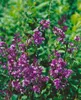 Syringa meyeri 'Red Pixie', Zwergflieder, rot, 80 cm Stamm Produktbild-Vorschau 3