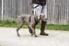 Postroj Nobby HALTI No-Pull : 80-120cm Veľkosť: 80-120cm Náhľad obrázku produktu 2