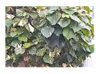 10x Hibiscus tiliaceus Strauch Eibisch Garten Pflanzen - Produktbild-Vorschau 6