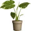 A potted plant with variegated leaves against a white background. Náhled obrázku produktu