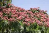 Albizia julibrissin 'Ombrella', Seidenbaum, 40–60 cm Produktbild-Vorschau 1