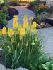 Stauden Gänge 1 x Kniphofia ‘Lemon Popsicle’ - Fackellilie Produktbild-Vorschau 5