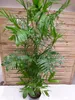 [Palmenlager] XXL Chamaedorea Seifrizii 200 cm / Topf 27 cm Produktbild-Vorschau 2