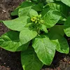 Bauern-Tabak (Nicotiana rustica)  - 100 Samen Produktbild-Vorschau 1