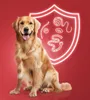 Tabletten für Hund, 2 Stück, Wurmkur, geeignet für Hunde Produktbild-Vorschau 7