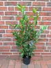 10x Kirschlorbeer Caucasica 60–80 cm | Winterharte Produktbild-Vorschau 1