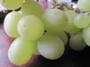 Vitis vinifera Thompson Seedless - kernlose Weintraube Produktbild-Vorschau 2