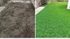 EcoDeco semi per prato resistente al calpestio, miscela Anteprima dell’immagine prodotto 21