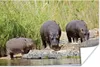 MuchoWow® Poster Flusspferde - Wasser - Südafrika 60x40 cm Produktbild-Vorschau 2