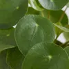 Pilea Peperomioides, Ufopflanze, Zimmerpflanze, 15-20 cm, Produktbild-Vorschau 5