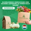Amaryllis Zwiebel Celica - 1 Blumenzwiebel in Großformat Produktbild-Vorschau 5