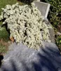 BALDUR Garten 5x Bodendecker Steinaster Snowflurry, Produktbild-Vorschau 3