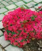 Rhododendron obt. 'Diamant Rot', leuchtend rot, 20–25 cm Produktbild-Vorschau 2