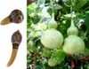 SAFLAX - Afrikanische Riesenkalebasse - 15 Samen - Produktbild-Vorschau 4