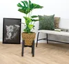 Bloomique - Monstera Deliciosa - Fensterblatt - Produktbild-Vorschau 2