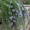 Rosmarinus officinalis Prostratus - Terrassenpflanze - Produktbild-Vorschau 4