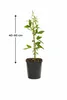 Passiflore Passiflora Purple Haze 40–60 cm – Fleurs Voir les images du produit 5
