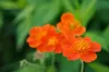 Stauden Gänge 10 x Geum coccim 'Koi' - Orangerotblühender Produktbild-Vorschau 6