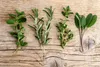 Zynesflora 4 Stück Italienische Kräuter Pflanzen im Ø 14 cm Produktbild-Vorschau 3