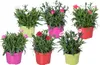 Bloomique - 6er-Mix - Dianthus - Nelken - Farb-Mix - Produktbild-Vorschau 1