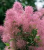 BALDUR Garten 1x Perückenstrauch Cotinus Smokey Joe® Produktbild-Vorschau 2