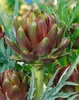 Cynara scolymus, Artischocke, ca. 11x11 cm Topf Produktbild-Vorschau 4