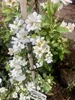Exochorda hybr. 'The Bride' - Perlbusch, Zierstrauch 50 - Podgląd zdjęcia produktu 2