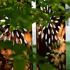 Kapaga - Edelrost Garten Deko 160X50 Cm Durchbrochene Produktbild-Vorschau 6