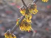 Hamamelis intermedia 'Arnold Promise', Zaubernuss, gelb, Produktbild-Vorschau 9