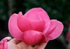 Magnolie ´WATERMELON®´ 40-50 cm, Cont. 3 l Produktbild-Vorschau 2