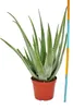 Aloe Vera - cca 7-8 rokov - 21cm kvetiná?, obrovská a ve?mi Náhľad obrázku produktu 4