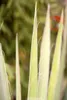 Yucca filamentosa, Palmlilie, 40–60 cm Produktbild-Vorschau 3