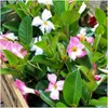 Plants by Frank | 6 Dipladénia White | Mandevilla | Fleurs Voir les images du produit 2