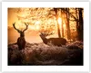 Poster - Poster ohne Rahmen - Deer Heidekraut Tier - 50x40 Produktbild-Vorschau 1