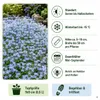 Stauden Gänge 10 x Isotoma fluviatilis - Blauer Produktbild-Vorschau 6
