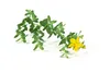 Hypericum perforatum, Johanniskraut, gelb, ca. 9x9 cm Topf Produktbild-Vorschau 3