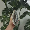 Igel Geldbeutel niedliche Mini Tasche Produktbild-Vorschau 6