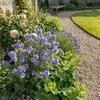 3x Polemonium caer. Bambino Blue P9H20 Produktbild-Vorschau 3
