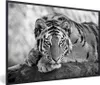 MuchoWow® MuchoWow® Gerahmtes Poster Tiger - Baum - Schwarz Produktbild-Vorschau 1