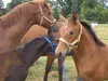 Starhorse Arthro M, 500 g für Pferde Produktbild-Vorschau 3