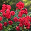 Rosa da giardino Rosa The Fairy Rossa, set da 3 - Anteprima dell’immagine prodotto 1